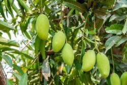 Mango Season In US