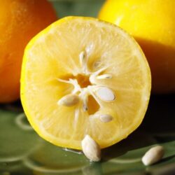 Are Lemon Seeds Poisonous