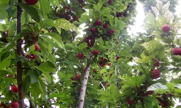 How to keep Squirrel out of fruit trees