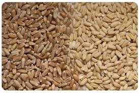 Rye berries vs Wheat berries